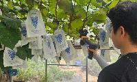 무더위 이겨낸 시흥포도, 달콤한 수확 시작
